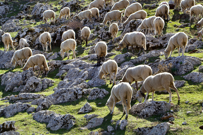 Betande får på de steniga sluttningarna i Torcal, hundra kilometer nordost om Marbella i Spanien.