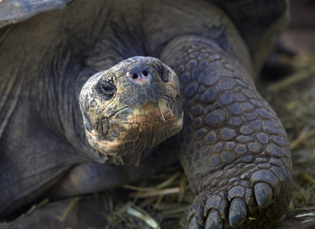 Jättesköldpadda i djurparken i Fuengirola, Spanien