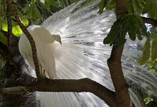 Djuren talar med kroppen och den här vita påfågeln, fotograferad i en trädgård i spanska staden Elche, förstod att använda det strålande solskenet till sin fördel när den ville imponera på omgivningen. 
