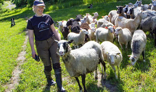 I Elisabet Lundströms flock finns urprungsraserna Finskt får och Kajanalandsfår. De har alla sin personlighet.