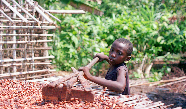 Mer än 70 procent av världens kakaoproduktion kommer från de västafrikanska länderna Elfenbenskusten och Ghana.